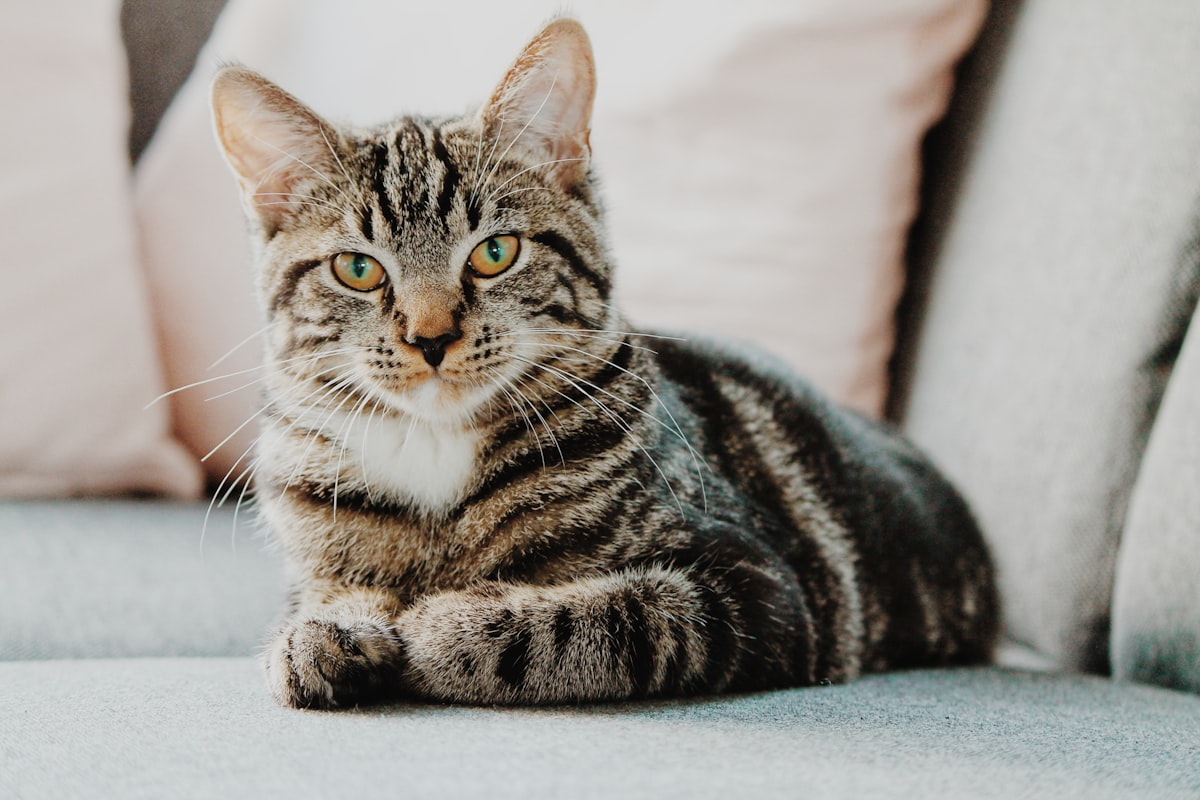 Schattige kat